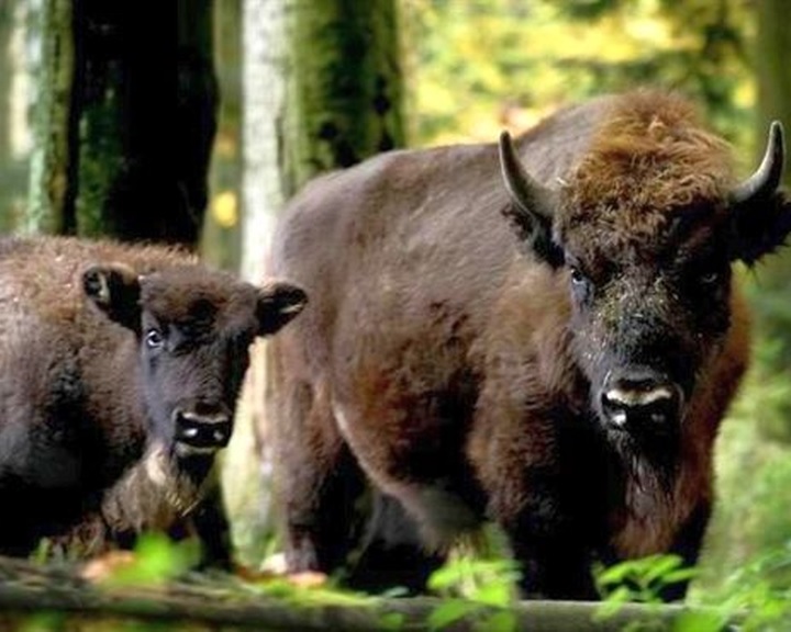 Állatkertekben élő európai bölényeket telepítettek vissza a bulgáriai vadonba