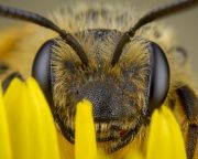 MME - Méhecske hotelekkel védhetjük a beporzó rovarokat