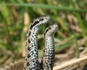 Hálórendszerrel védik a ragadozóktól a rákosi viperát a Kiskunságban