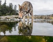 A farkasok csekély veszélyt jelentenek a haszonállatokra