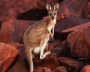 Kengurut ábrázol Ausztrália legősibb barlangrajza