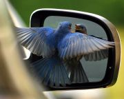 A tükröződő felületek eltakarásával megelőzhető a madarak ablaktámadása