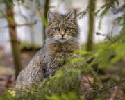 A vadmacskák védelmében indít programot a Budakeszi Vadaspark