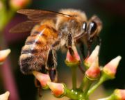 A méheknek kompaktabb az agyuk, mint a madaraknak