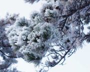 A havazás miatt balesetveszélyesek az erdei turistautak a Mecsekben