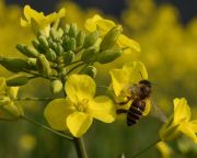Méhekre veszélyes repcetáblákat semmisíttetett meg a hatóság