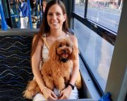 Júniustól váltható a pécsi buszokra a kutyabérlet