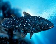 Akár száz évig is élhet az eleven fosszíliának számító bojtosúszós hal