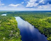 Az Amazonas legkiterjedtebb erdőirtáson átesett térségeiben nőnek legkevésbé új erdők