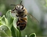 A dühös méhek jobb minőségű mérget termelnek 