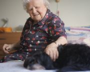 A kutyák segíthetnek az emberi demencia kutatásában