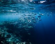 A tengeri természetvédelmi területek négyszeresére növelhetik a halállományt