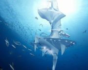 Egy új víz alatti laboratóriummal reálissá válnak Jules Verne regényei