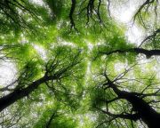 Az erdei biodiverzitás kulcsfontosságú környezeti tényezőit vizsgálták az ÖK kutatói