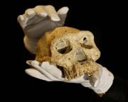 Másfél millió éves emberi maradványokat azonosítottak Izraelben