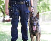 Szolgálati kutyákat keres a rendőrség