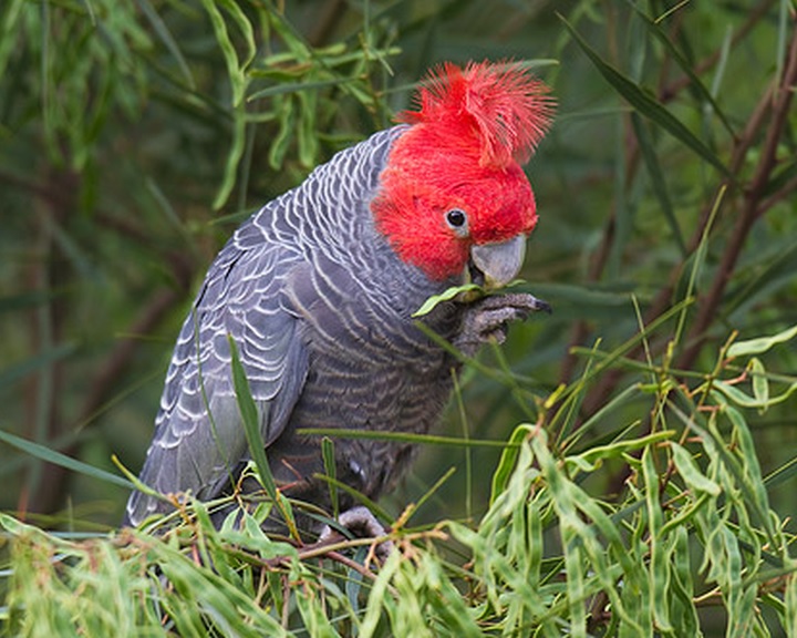 A veszélyeztetett fajok közé kerül Canberra jelképe, a sisakos kakadu