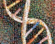 Közzétették az első teljes, hézagok nélküli emberi genomot