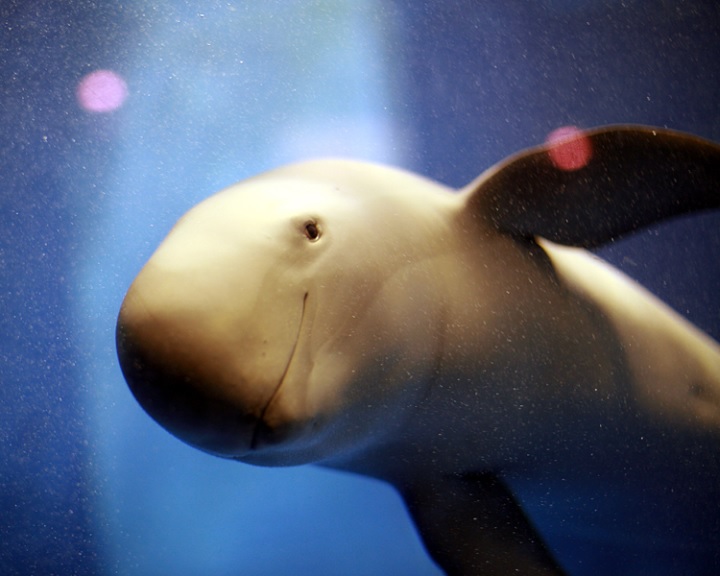 Már csak nyolc disznódelfin lehet a Kaliforniai-öbölben