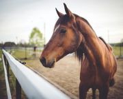 AM: májustól lehet pályázni lovas létesítmények fejlesztésére