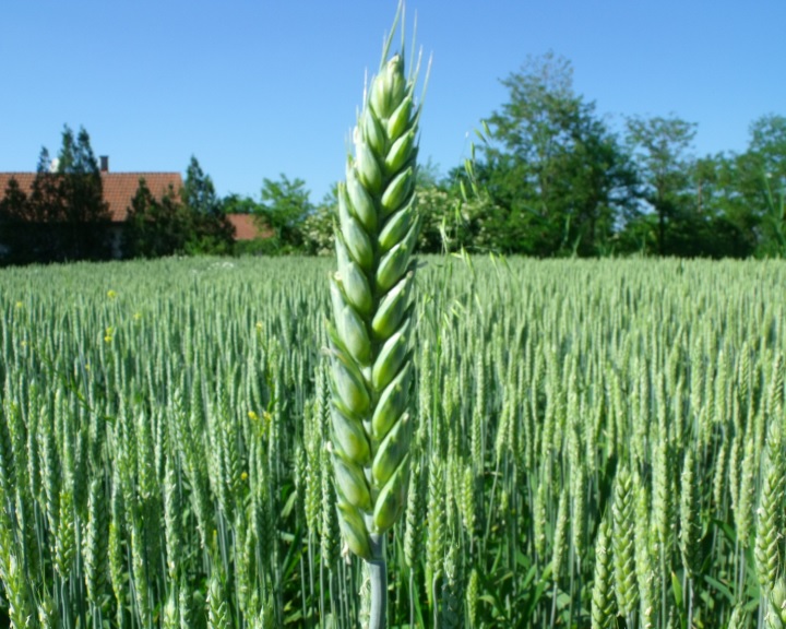 Új kihívásokkal szembesül idén a magyar mezőgazdaság a szakértők szerint