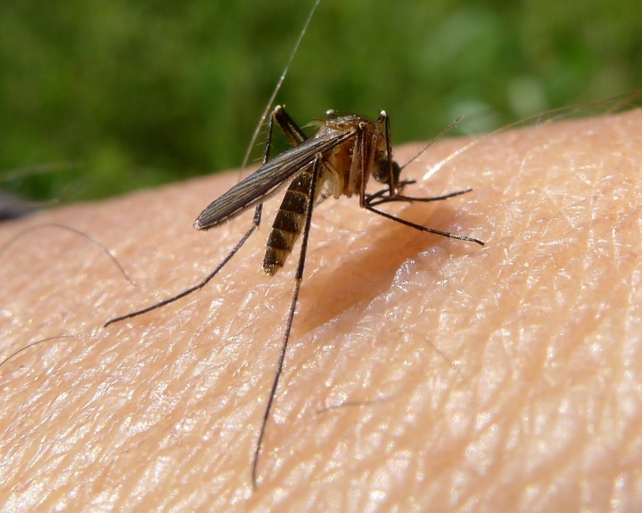 A héten 109 településen irtják a szúnyogokat