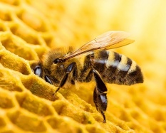 Május 20. a Méhek világnapja