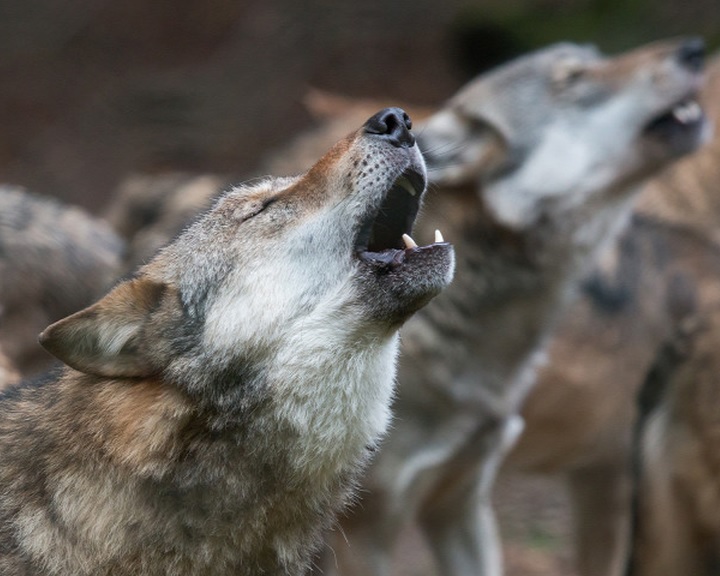 Felére csökkentenék a farkasok számát Svédországban