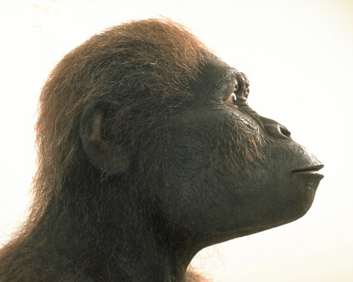 Öregebbek a dél-afrikai barlangban talált Australopithecus-maradványok