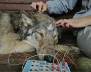 EEG-vel vizsgálták farkasok alvását az ELTE etológusai