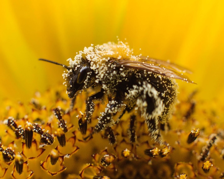AM: Még július 19-éig pályázható a méh állatjóléti támogatás