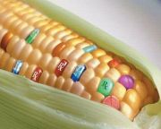 Nem a GMO-k lesznek az emberiség megmentői?