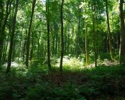 Mecsekerdő: A fenntartható gazdálkodás az egészséges erdők záloga
