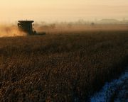 Oroszországban a szárazság miatt kisebb lesz a gabonatermés