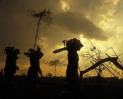 Brazília: kevesebb őserdőt irtottak ki