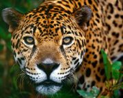Rohamosan fogyatkozik a brazil “erdőtöredékek” vadvilága