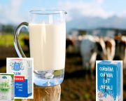 Az UHT tejet romlott, savnyú tejből is készítik