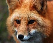 Ebzárlat a rókák veszettség elleni immunizációja miatt