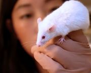 Egerekben sikerült visszafordítani az autizmusszerű viselkedést