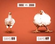 Továbbra is az antibiotikumos csirkebotrányt szenvedi a KFC Kínában