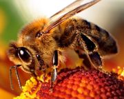 Betiltják a méhekre ártalmas rovarirtó szereket az EU-ban