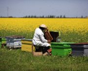 Újabb vegyszert talált az uniós vizsgálat veszélyesnek a méhekre