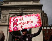 GMO-kutatóké a mezőgazdaság Nobel-díja