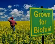 Kegyvesztett lett a bioüzemanyag