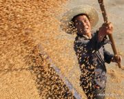 Rengeteg gabona vész kárba Kínában