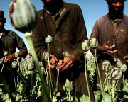 Élelmiszerválság Afganisztánban - A mák és az ópium nem laktat jól