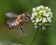 USA: Speciális egység foglalkozik a hanyatló méhpopulációk ügyével