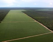 Ismét növekszik az amazonasi esőerdők irtása Brazíliában