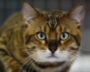 A háziasításról árulkodik a macskák genomja