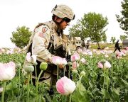 Veszélyezteti Afganisztánt a kábítószerek előállítása és kereskedelme